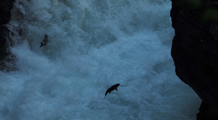 spawning fish
